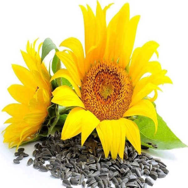 Buy Sunflower Seed Online